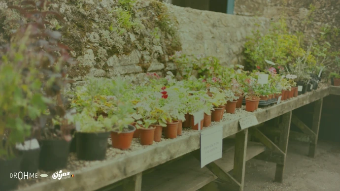 les plantes