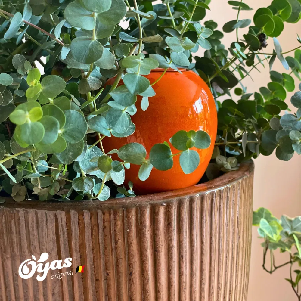 orange.webp