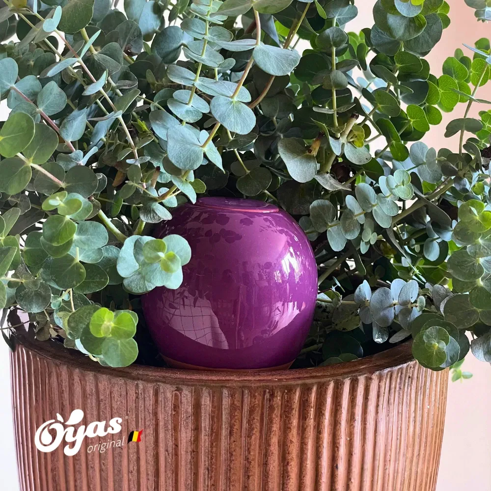 violet.webp
