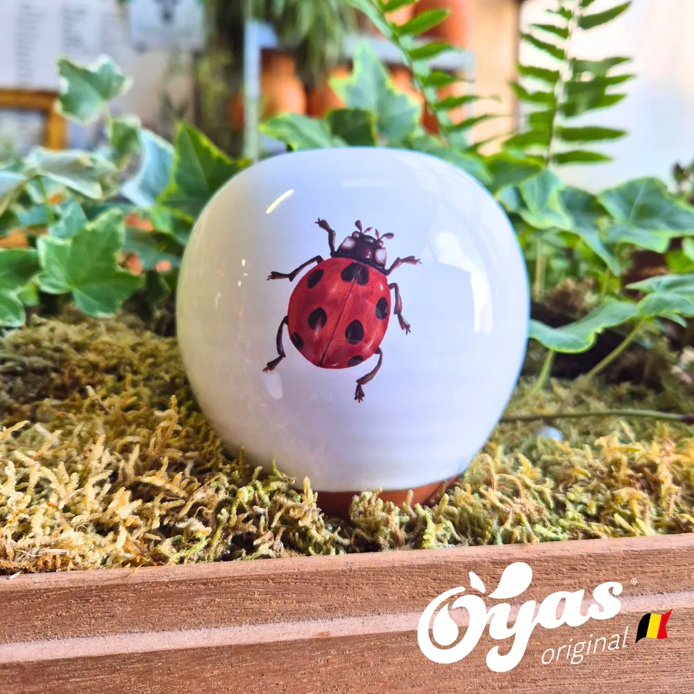 Oyas® to plant - Small Decor